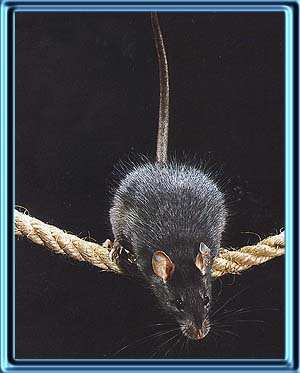Black Rat Images