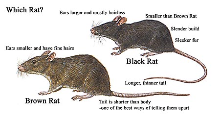 Rodents Pictures